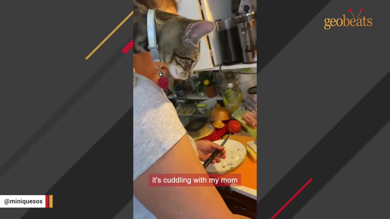 A tabby cat wearing a collar with a bell perches on a person's shoulder, looking down curiously at a kitchen counter where food is being prepared.