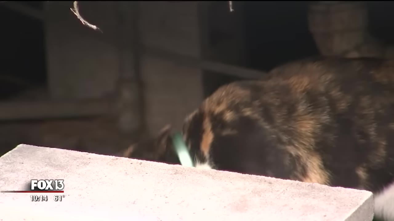A close-up of a tortoiseshell cat wearing a green collar, looking down in a dimly lit area.