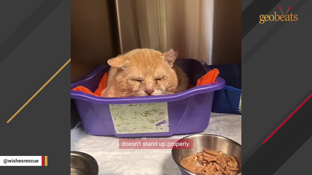 An orange cat with sleepy, droopy eyes rests inside a purple plastic bin lined with an orange towel.