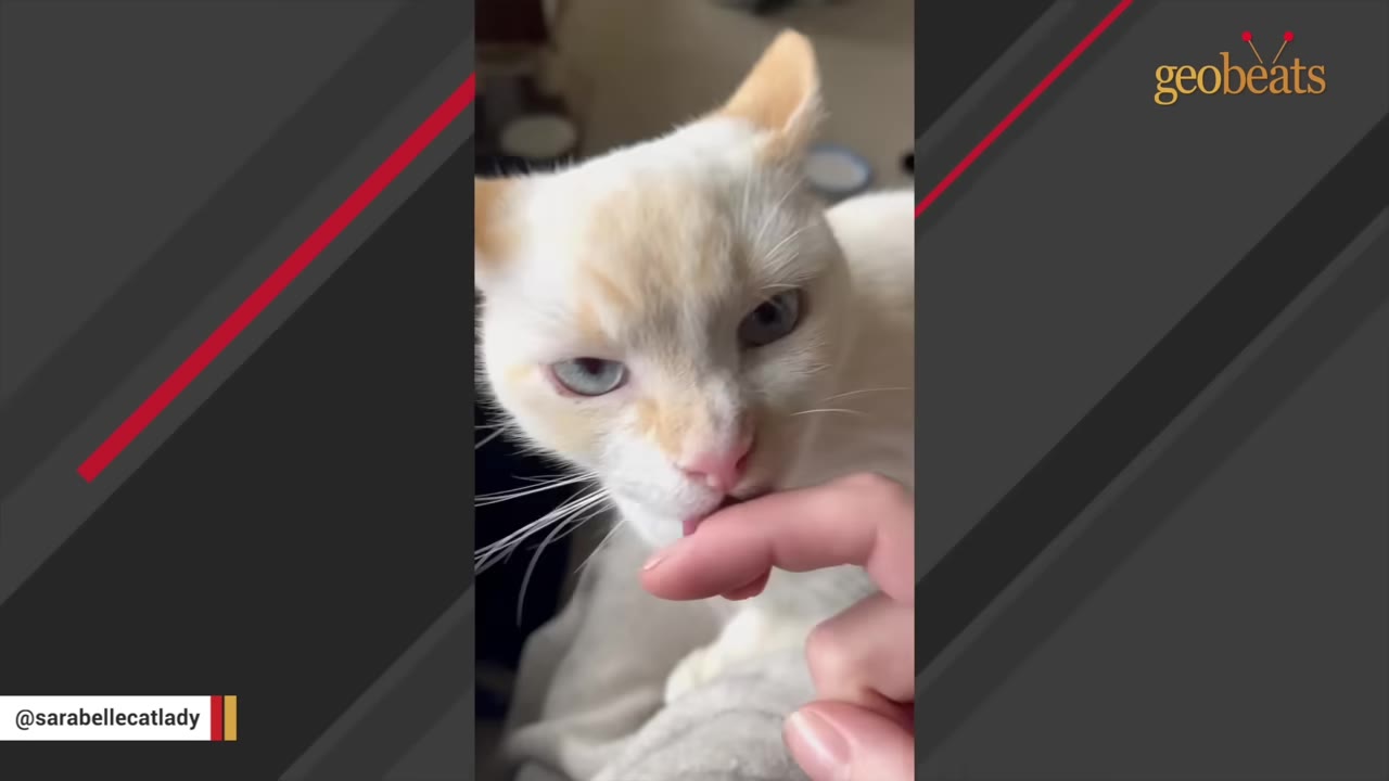 A close-up of a white and light orange cat with blue eyes looking intently at a person's finger.