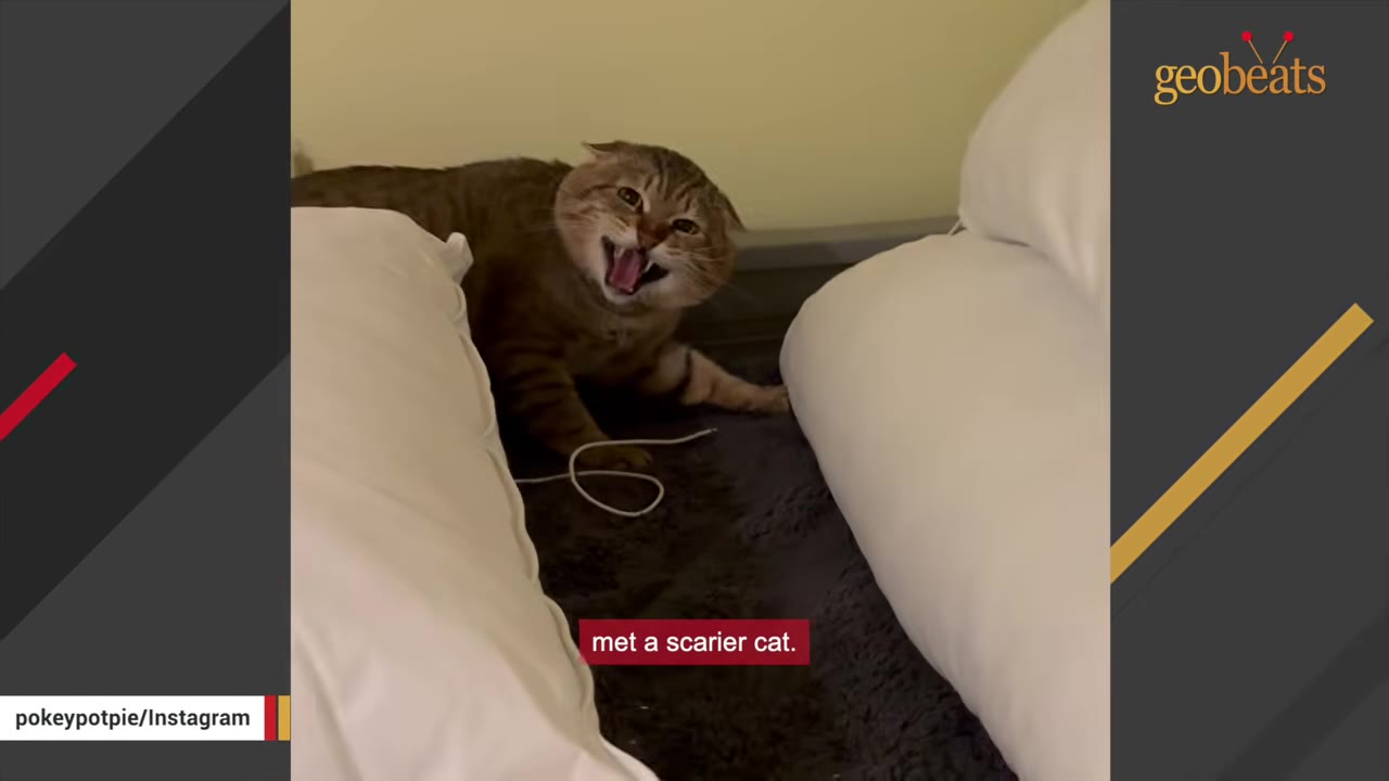 A brown tabby cat hissing with its mouth wide open, looking defensive between two white pillows.
