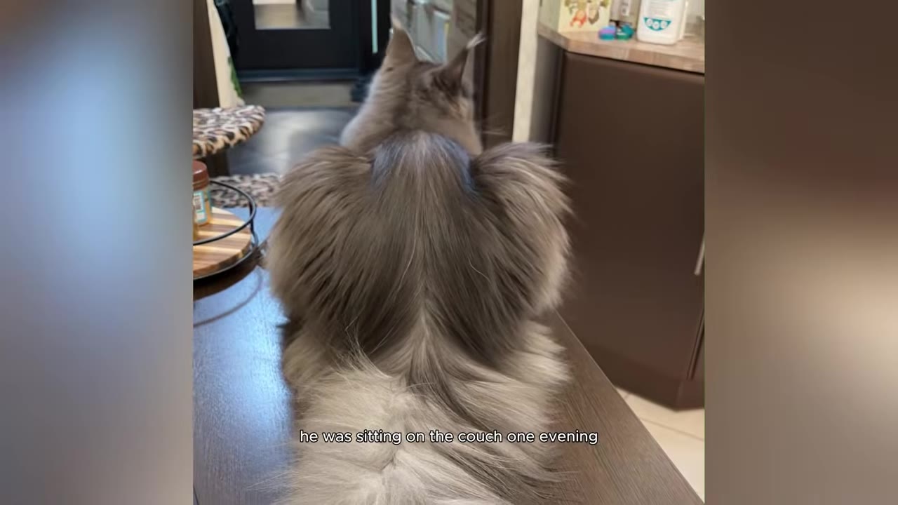 A long-haired grey cat seen from behind, sitting on a wooden surface with the text overlay 'he was sitting on the couch one evening'.