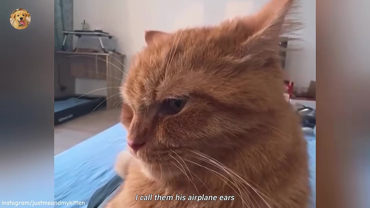 A close-up of an orange cat looking to the side with its ears flattened horizontally, resembling airplane wings.