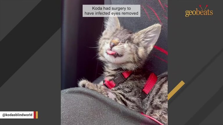 Washington Vet Tech Takes In Blind Kitten And Soon Realizes He’s Meant For Extraordinary Adventures