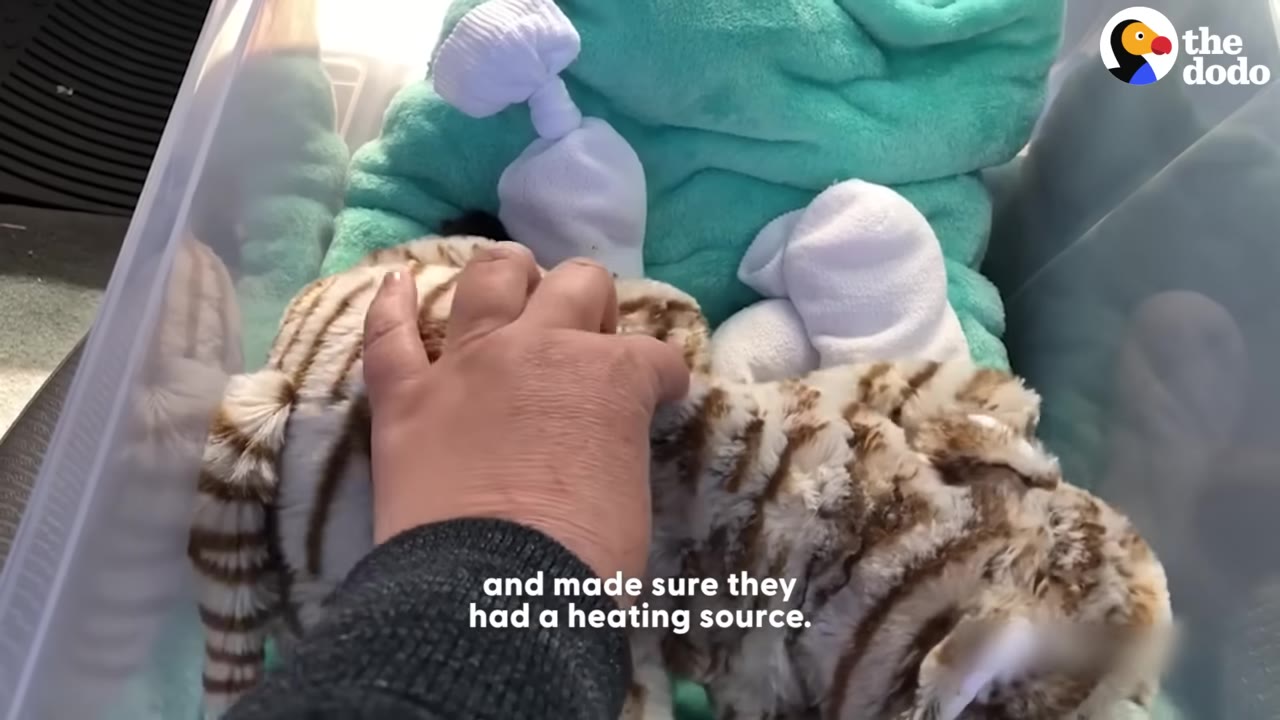 A person's hand reaches into a plastic bin lined with a teal blanket, containing a stuffed tiger toy and white socks filled with a heating source.