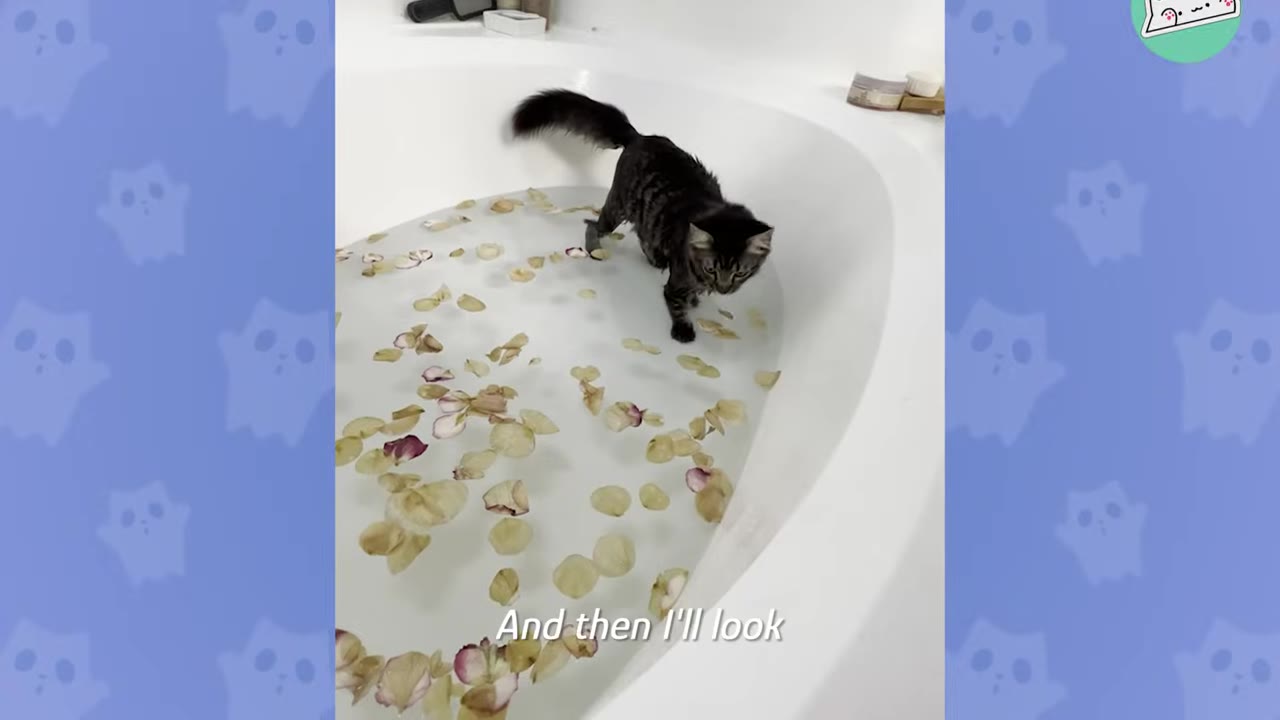 A fluffy dark tabby cat standing inside a white bathtub filled with water and floating flower petals.