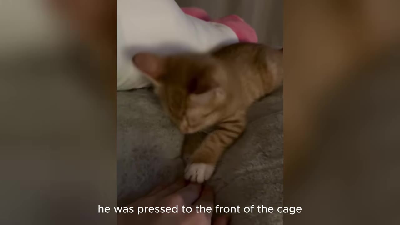 An orange and white kitten inside a cage reaching its paw out to touch a person's hand.