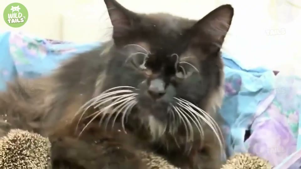 Video frame for The Stray Cat Who Watched