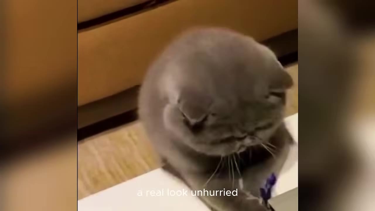 A fluffy grey cat sitting down with its head turned away from the camera, looking down.