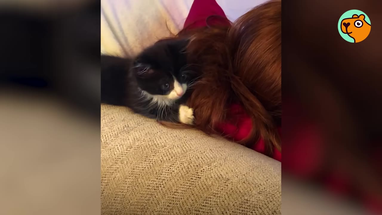A small black and white kitten snuggles next to the long reddish-brown hair of a person lying down.