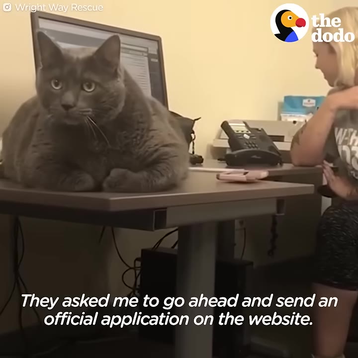 A large grey cat sits on an office desk in front of a computer monitor, with a woman partially visible on the right side of the frame.