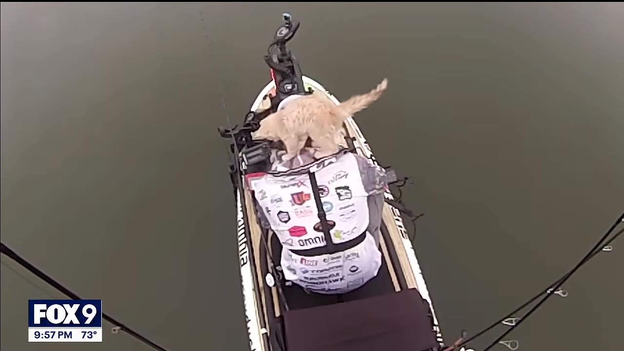 An overhead shot of a man in a kayak with a small, wet, light-colored animal standing on his back.