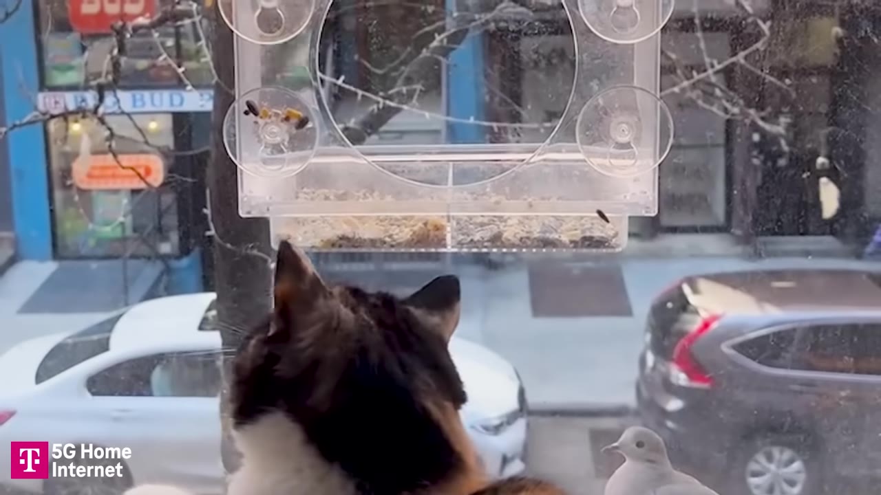 A calico cat looks out a window at a clear plastic bird feeder attached to the glass, with a small bird perched nearby.