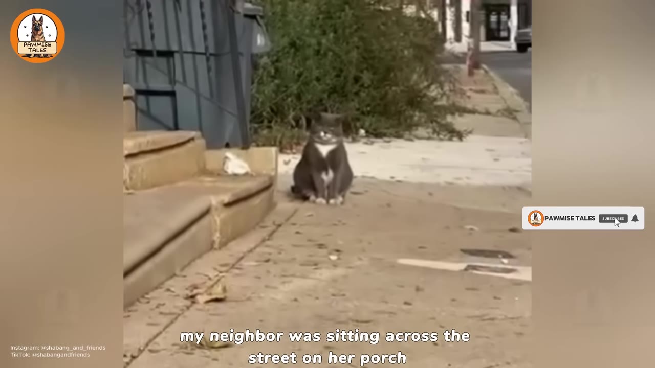 A grey and white cat sits on a concrete sidewalk near steps, with a street and bushes in the background.