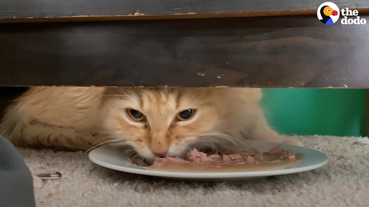 A fluffy orange cat peeks out from under a dark wooden piece of furniture to eat wet food from a white plate.
