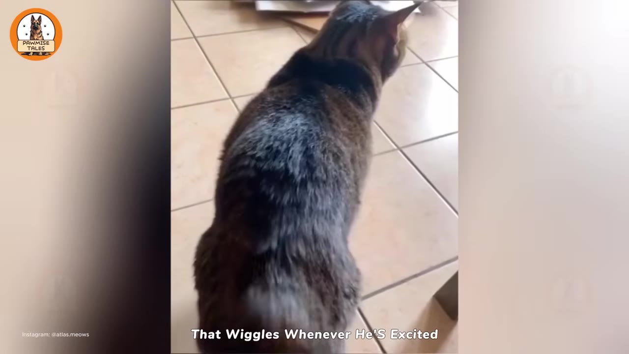 A tabby cat seen from behind, showing its back and rear end with no tail.