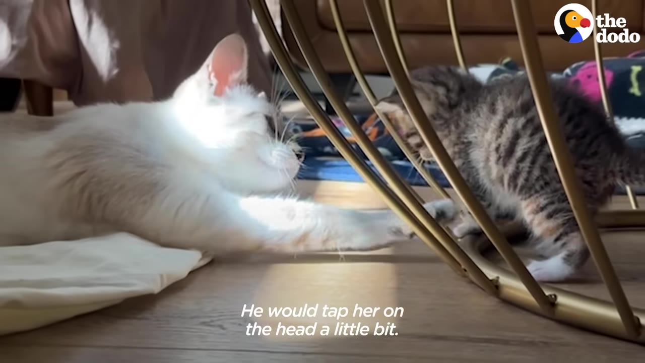 A white cat reaches its paw through the gold metal bars of a table to gently tap a small tabby kitten on the head.