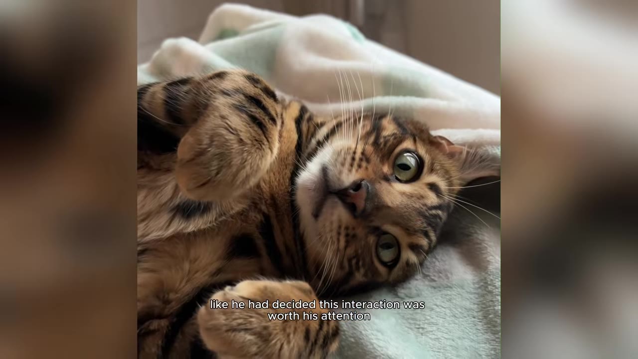 A close-up of a Bengal cat lying on its back on a soft blanket, looking directly at the camera with wide green eyes.