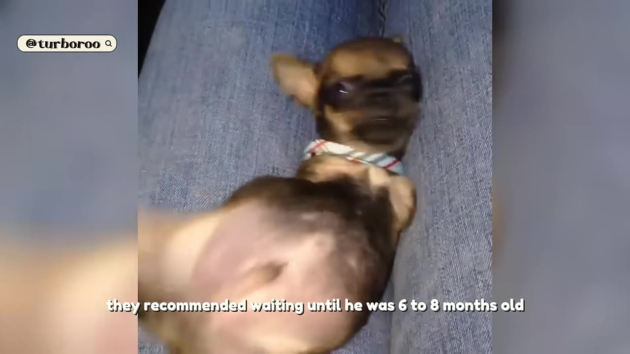 A tiny brown puppy wearing a plaid collar lies on a person's lap wearing blue jeans.