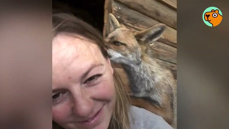 Florida Woman Rescues 10-Day-Old Fox From Fur Farm, And His Bizarre Habit Leaves Her Stunned