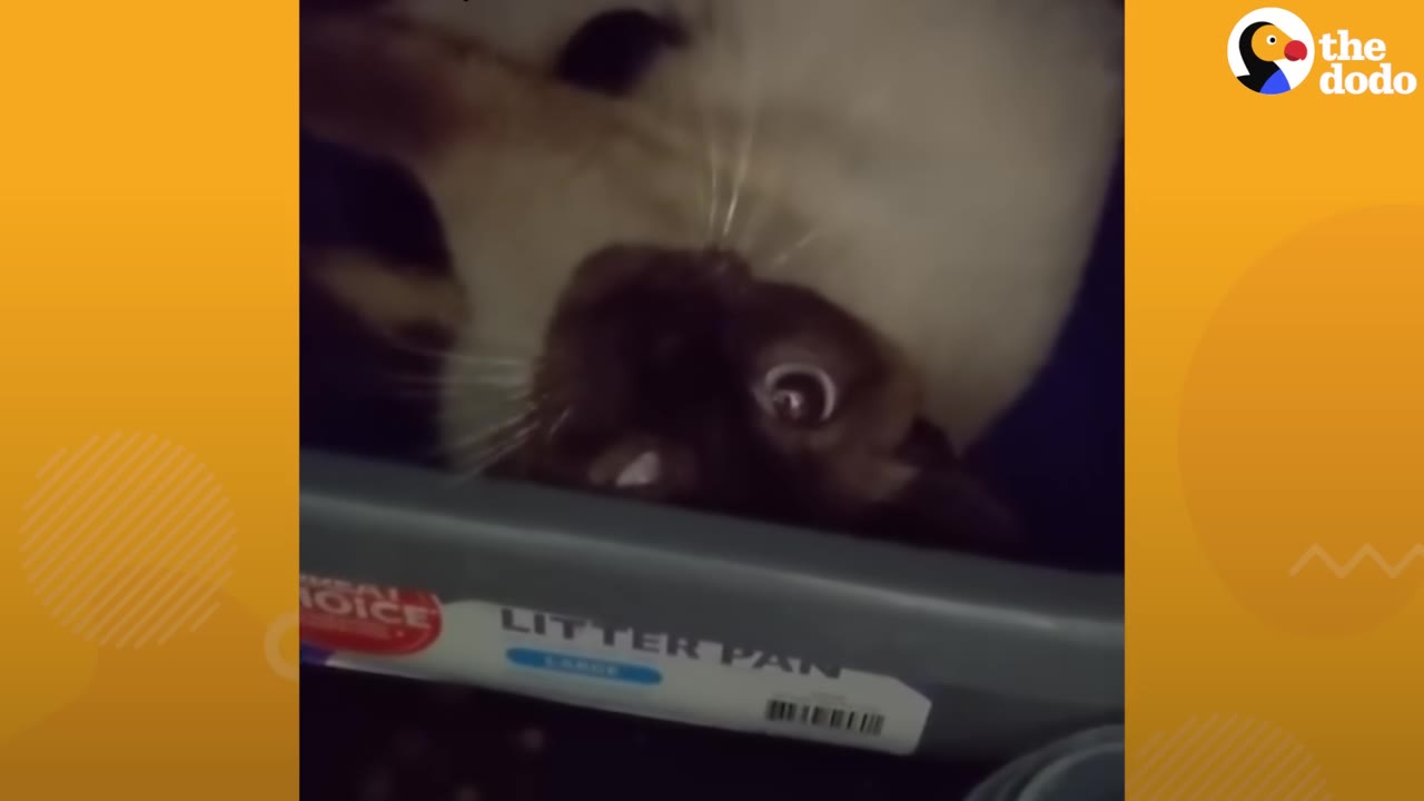 A Siamese cat lies upside down inside a grey plastic litter pan, looking up with wide eyes.