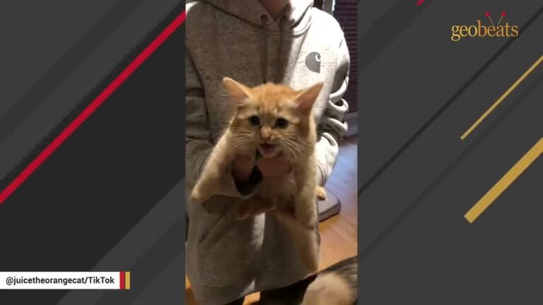 PA Vet Worker Takes In A Sick Kitten And Discovers The Heartbreaking Reason He Stopped Growing