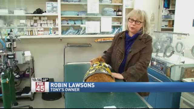 Robin Lawsons, wearing glasses and a brown jacket, stands in a veterinary clinic petting her orange cat, Tony, who is wearing a yellow and grey patterned vest on an examination table.