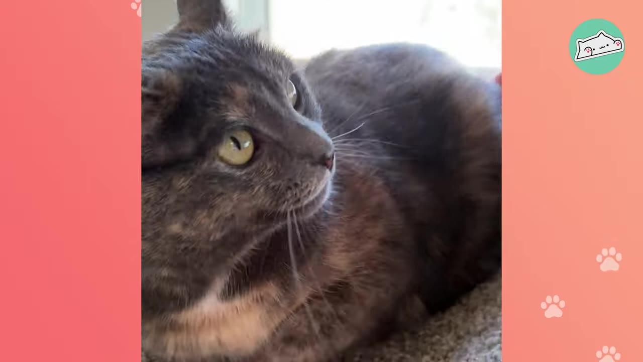 A close-up shot of a grey and brown tortoiseshell cat looking off-camera with wide, green eyes.