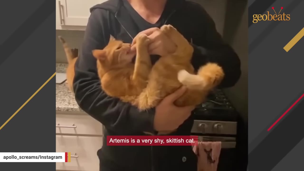 A person holds a playful orange cat in their arms in a kitchen, while another orange cat is visible in the background on the counter.