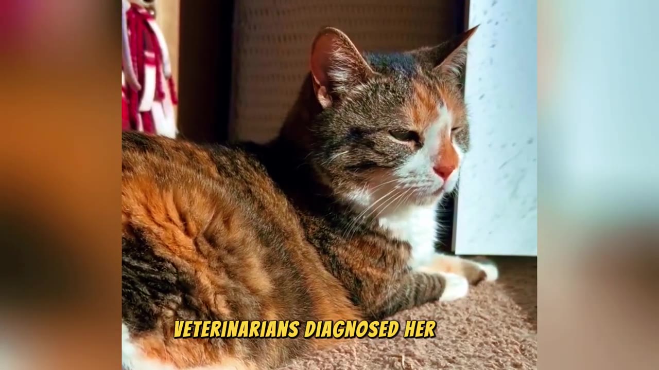 A calico cat lying on a carpeted floor with text overlay reading 'VETERINARIANS DIAGNOSED HER'.