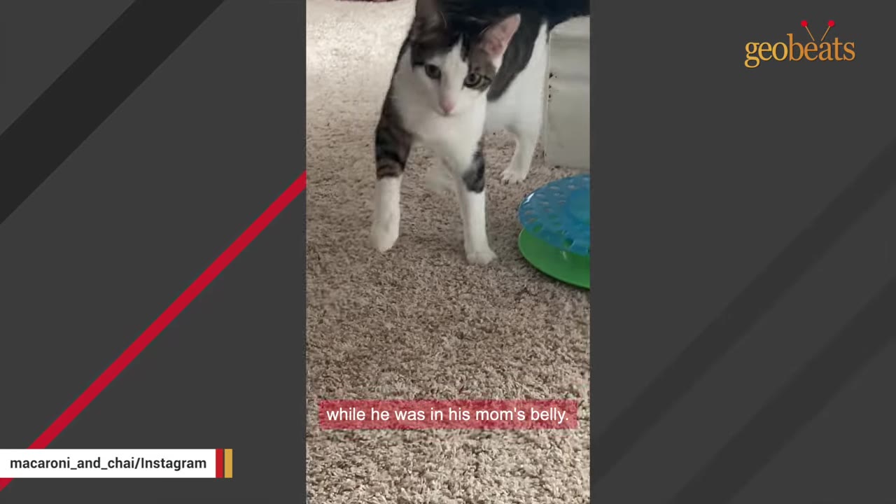 A white and tabby cat standing on a carpeted floor next to a green toy.