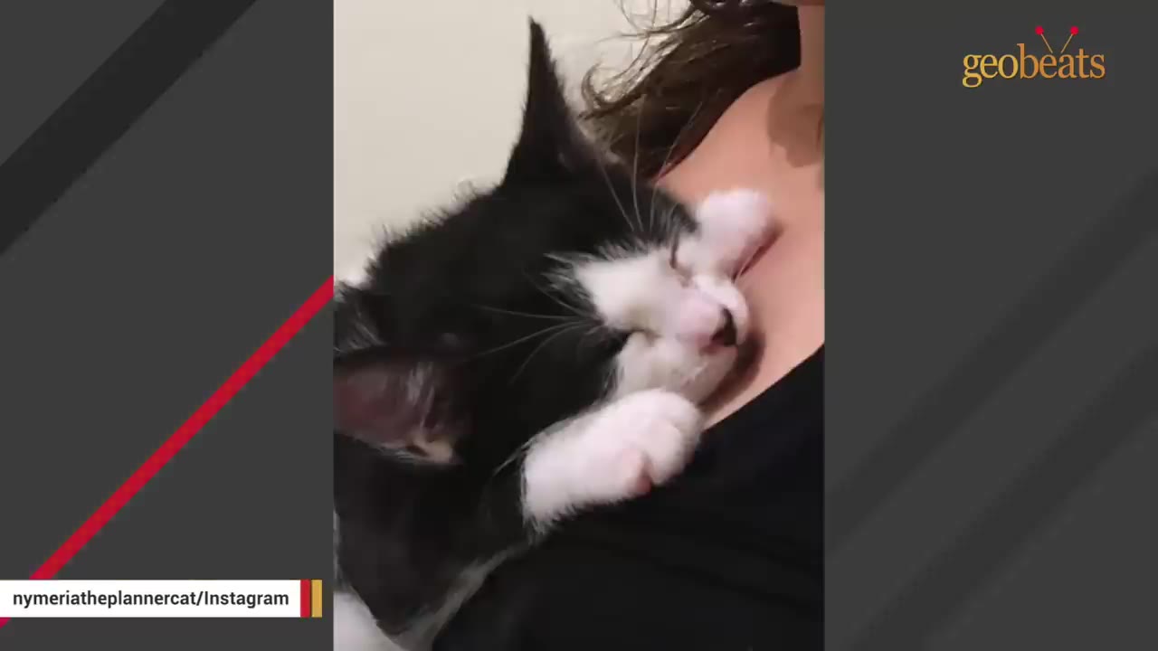 A close-up of a small black and white kitten sleeping peacefully while being held against a person's chest.