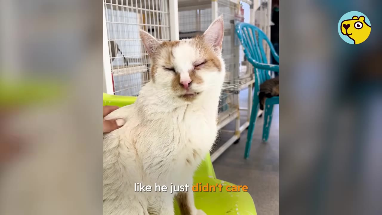 A white and tan cat sitting on a green chair with its eyes closed, looking indifferent as a hand gently pets its back.