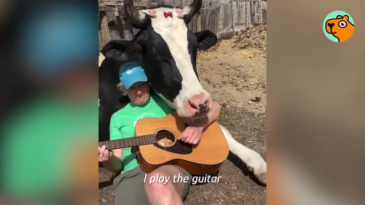A large black and white cow rests its head on the shoulder and arm of a man sitting on the ground playing an acoustic guitar.