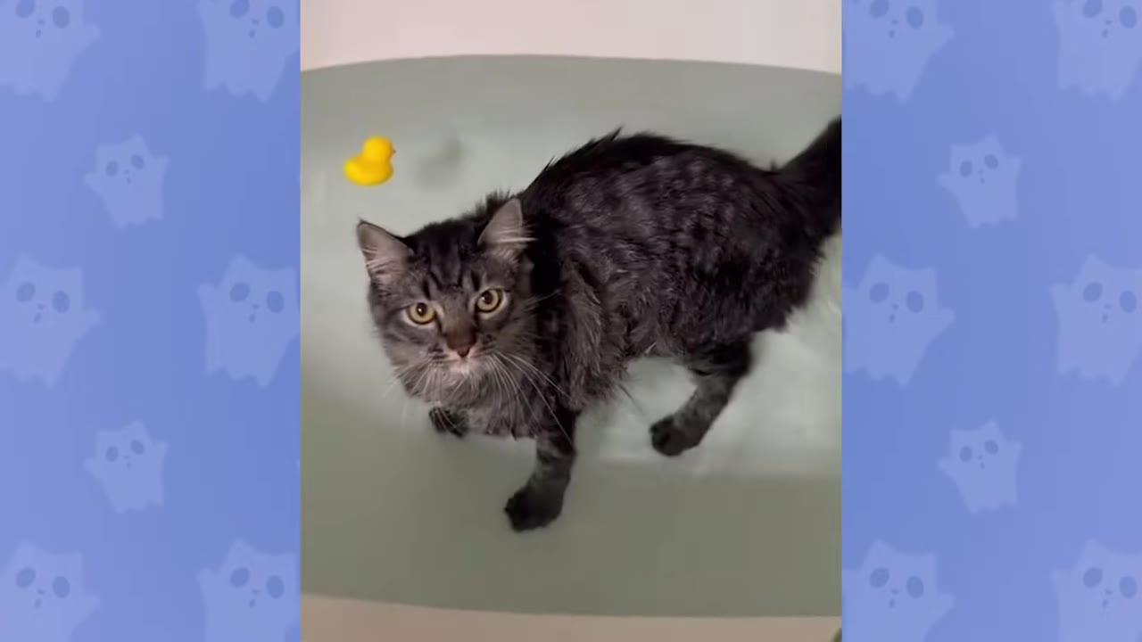 A fluffy grey tabby cat stands in a bathtub filled with water, looking up at the camera next to a small yellow rubber duck.
