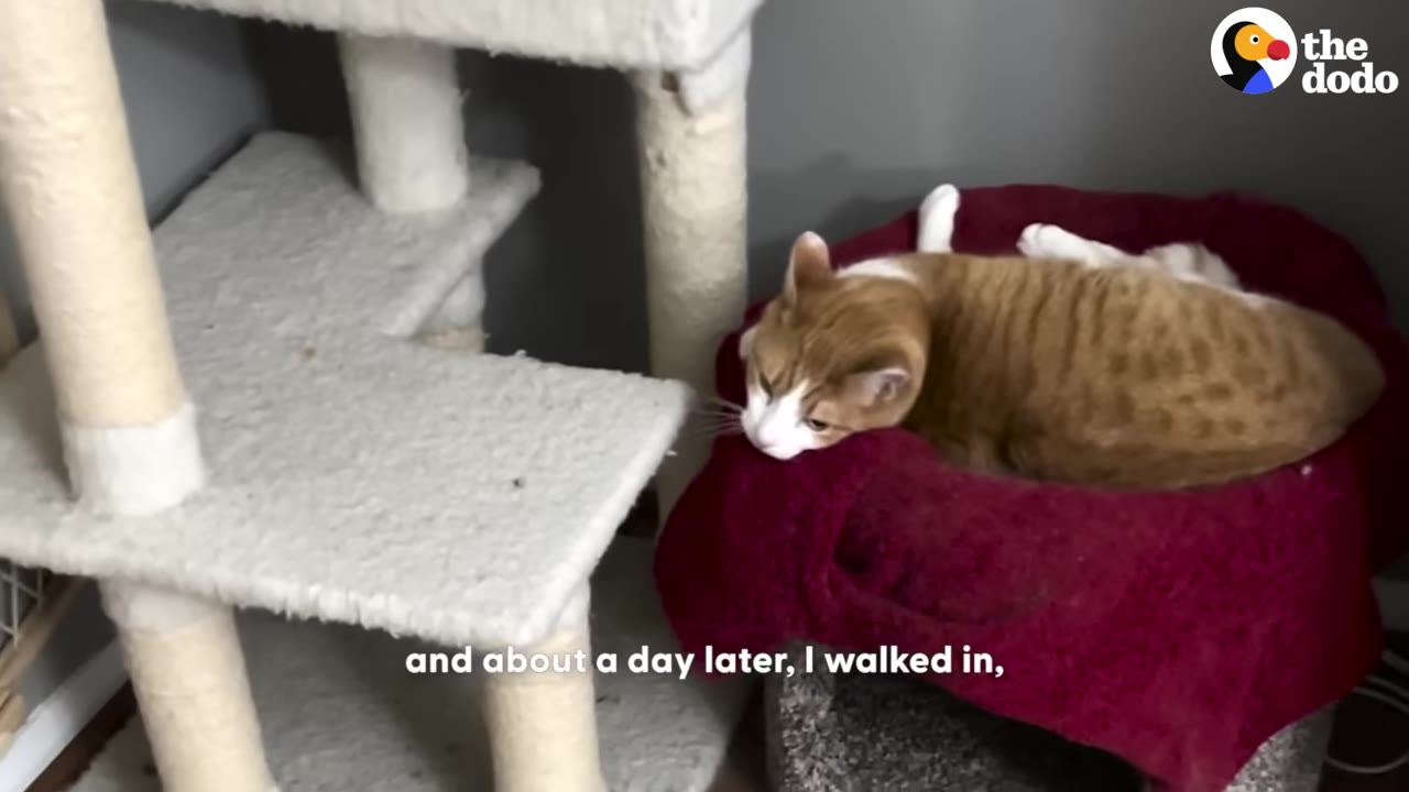 An orange and white cat lying comfortably on a red sweater placed inside a cat bed next to a cat tree.