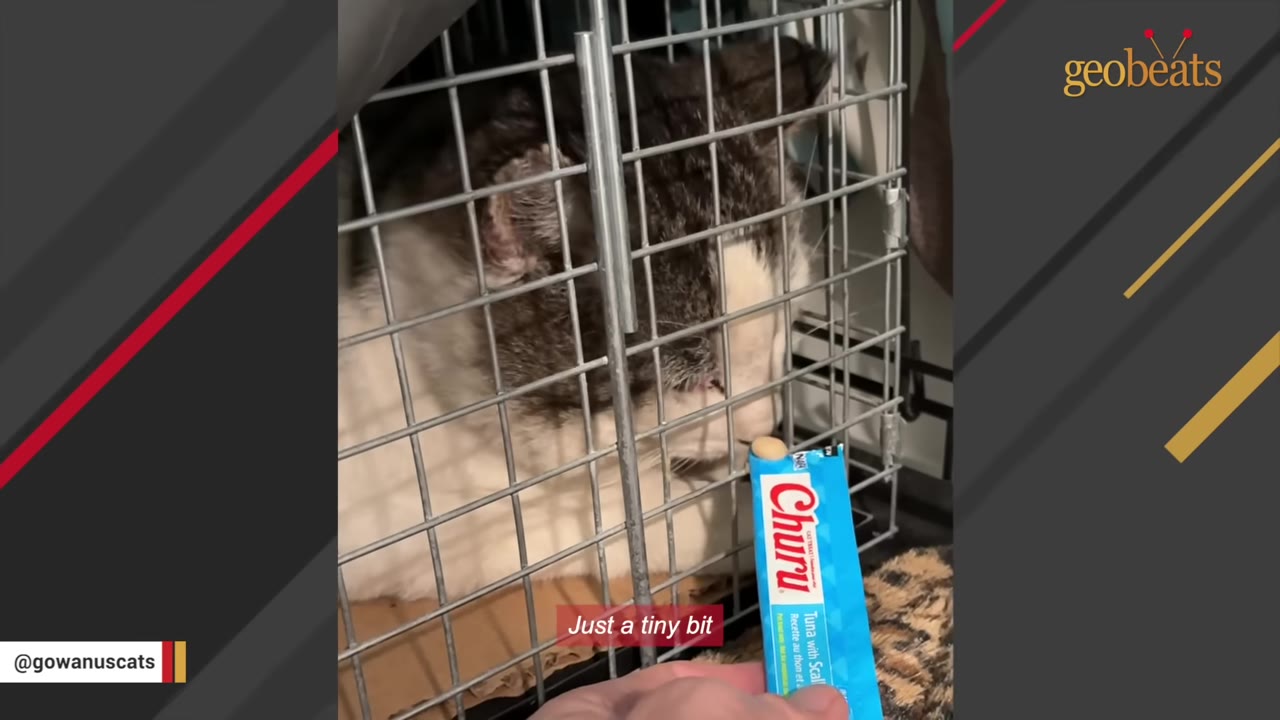 A close-up shot of a black and white cat inside a wire cage, licking a Churu treat offered from a blue tube.