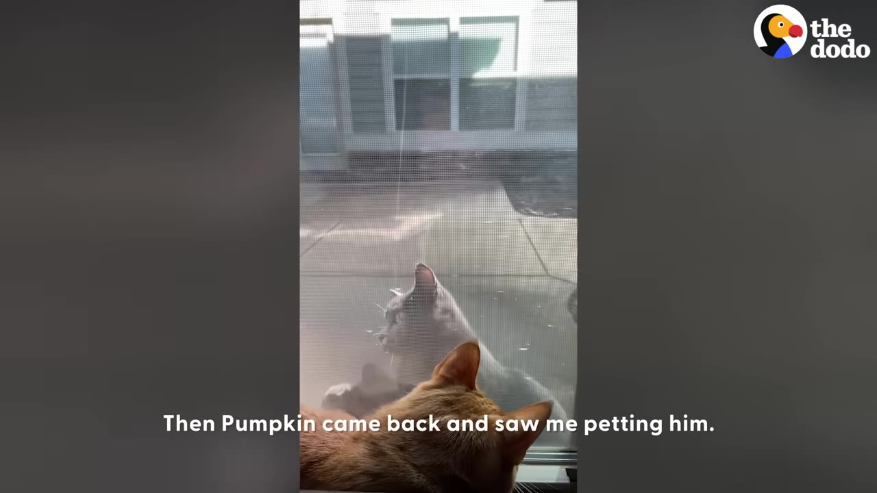 An orange cat looks through a screen door at a grey cat sitting outside on the patio.