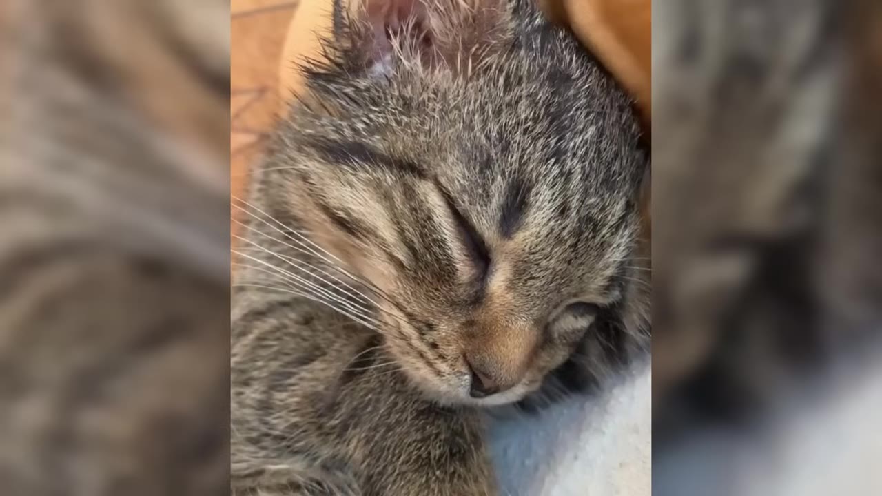 A close-up shot of a small tabby kitten sleeping peacefully with its eyes closed.