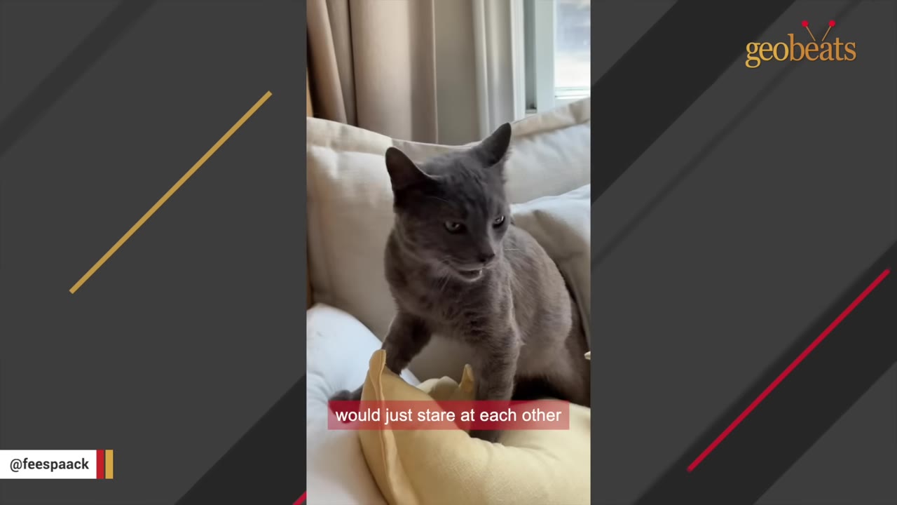A grey cat stands on a yellow pillow on a bed, looking alertly to the side.