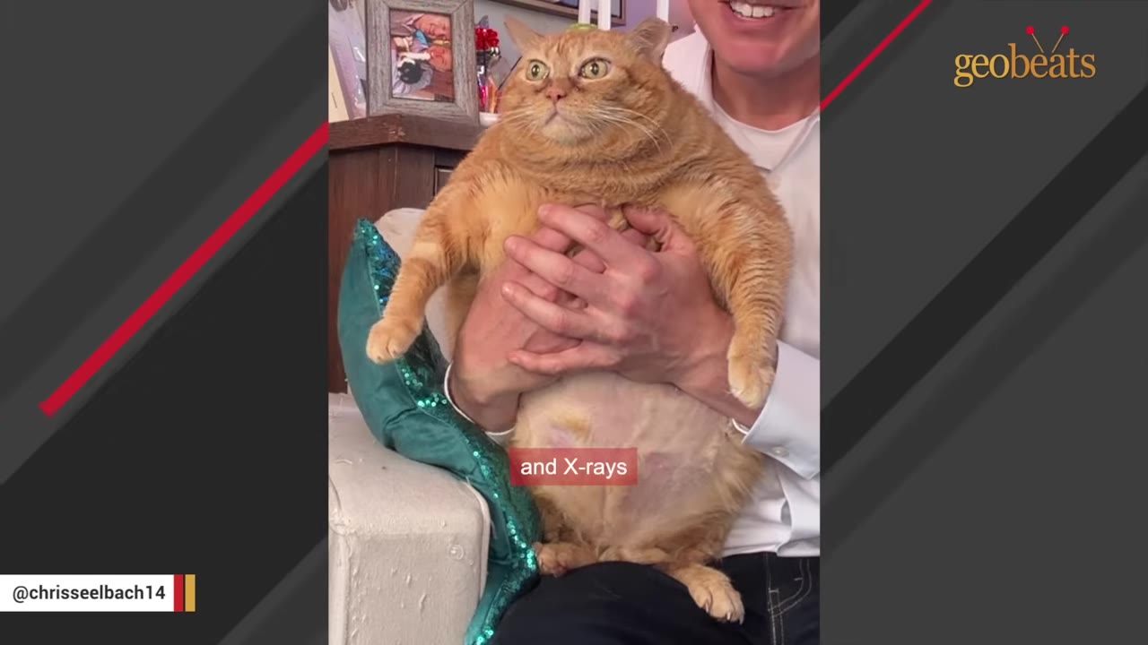 A large, overweight orange cat is held in the arms of a smiling man sitting on a couch.