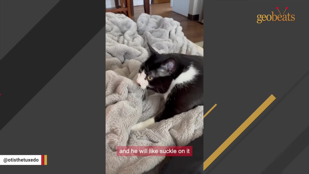 A black and white tuxedo cat suckling on a plush grey blanket.