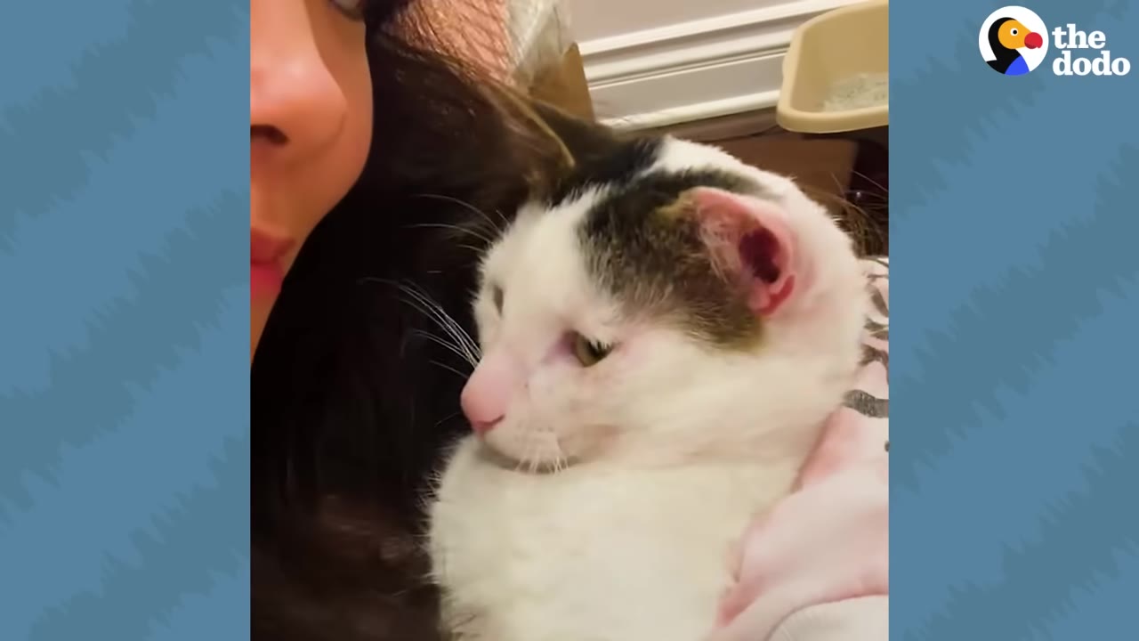 A white cat with black patches on its head being held close and snuggled by a person.