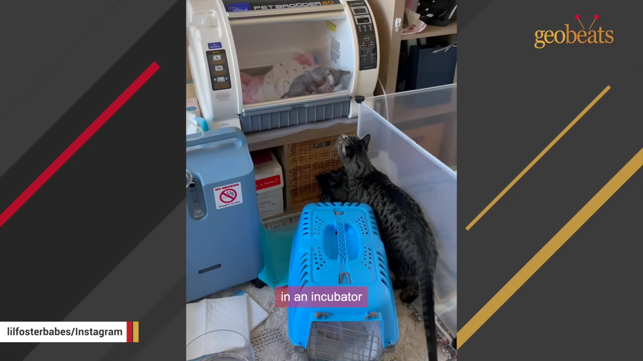 A hairless kitten inside a white pet brooder incubator, with a blue oxygen concentrator machine nearby and a tabby cat looking on.
