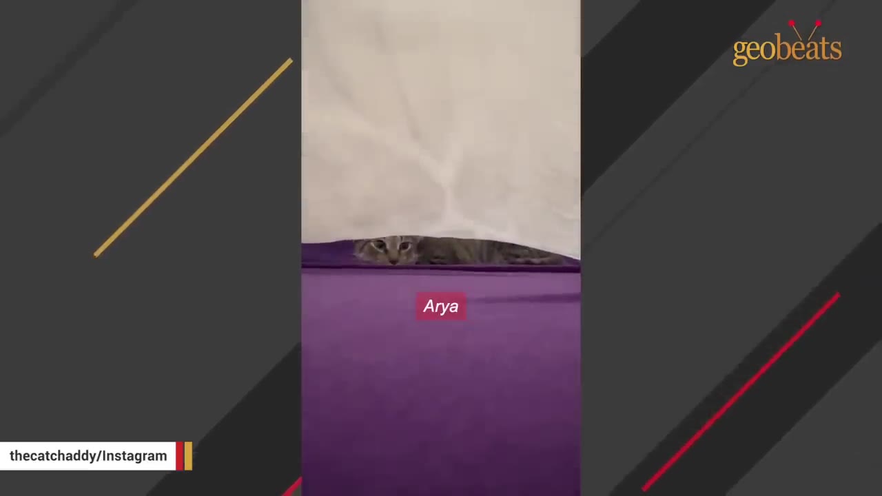 A tabby cat named Arya peeking out from underneath a white sheet on a purple bed.