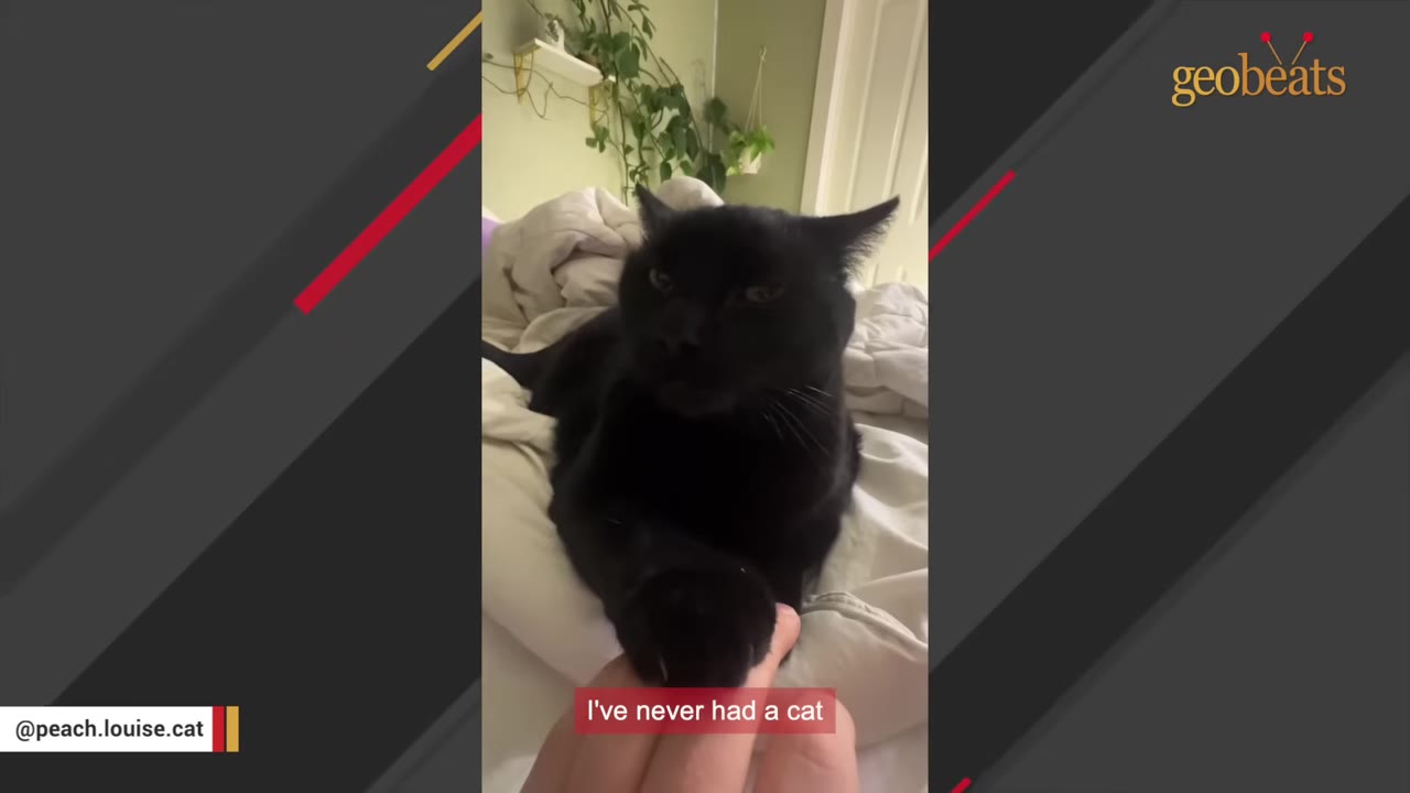 A black cat lying on a bed while gently resting its paw on a person's hand.