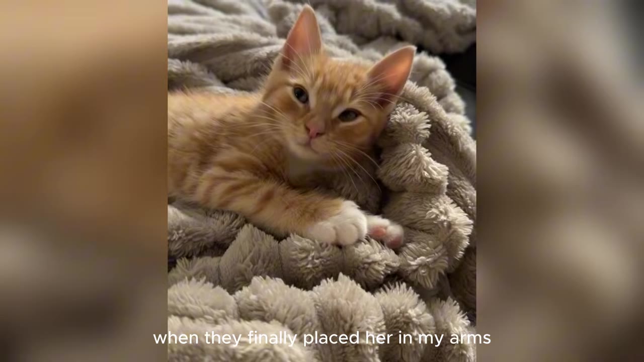 An orange tabby kitten with white paws lies quietly on a fluffy grey blanket, looking forward with a calm, still expression.