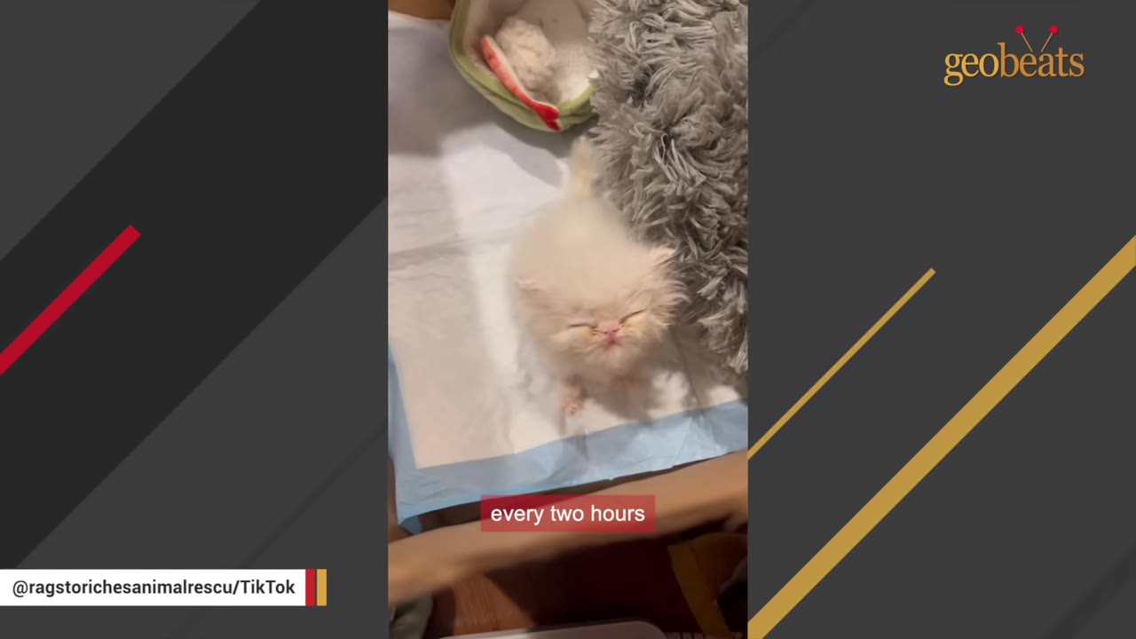 A tiny, fluffy white kitten with a flat face stands on a training pad, squinting its eyes, with a text overlay that reads 'every two hours'.