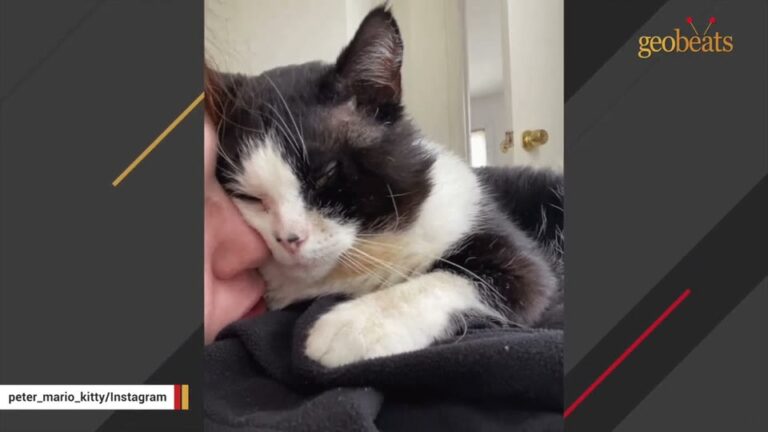 Michigan Woman Finds A Freezing Stray In Her Driveway And Uncovers His Secret Need For Love