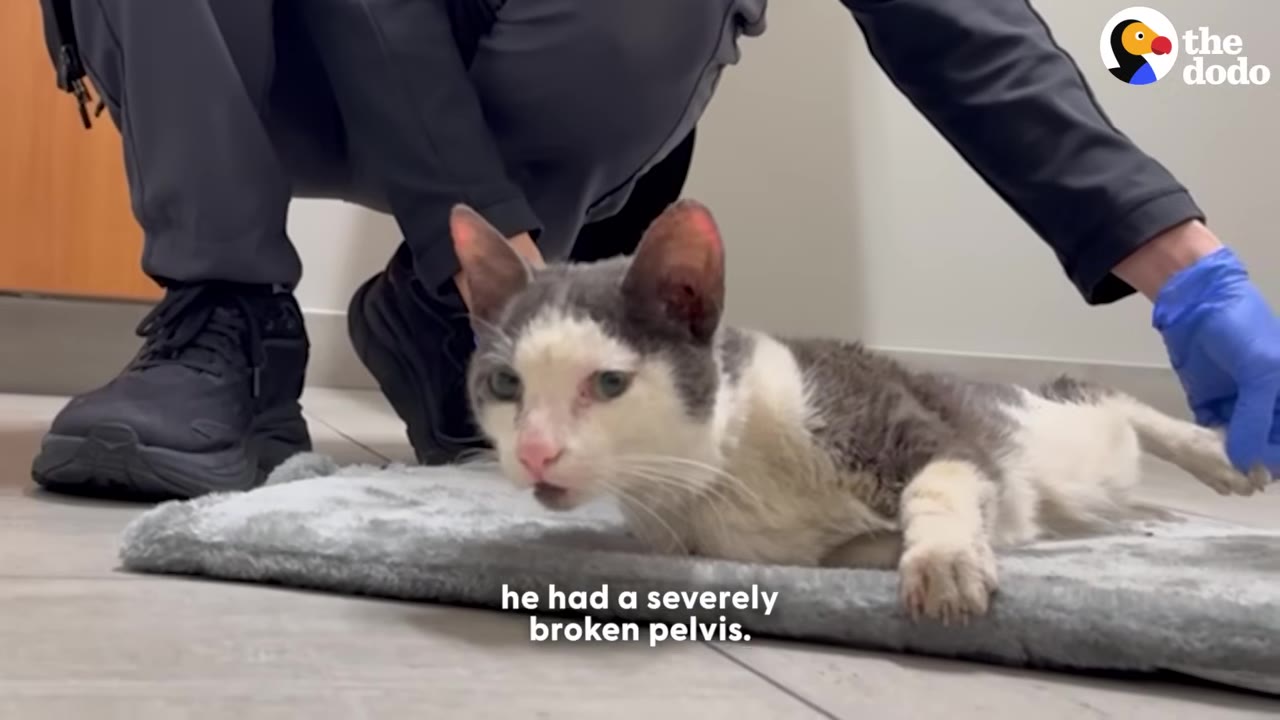 A grey and white cat lies on a grey mat on the floor of a clinic while a person in scrubs and blue gloves gently holds its hind leg.